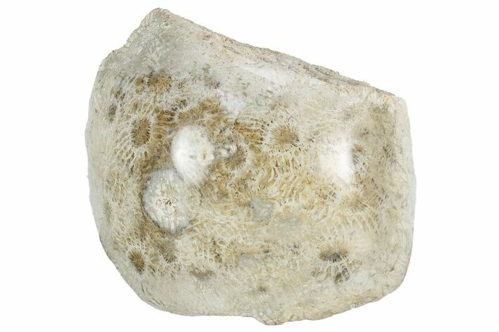 Polished Fossil Coral Head - Indonesia #237516